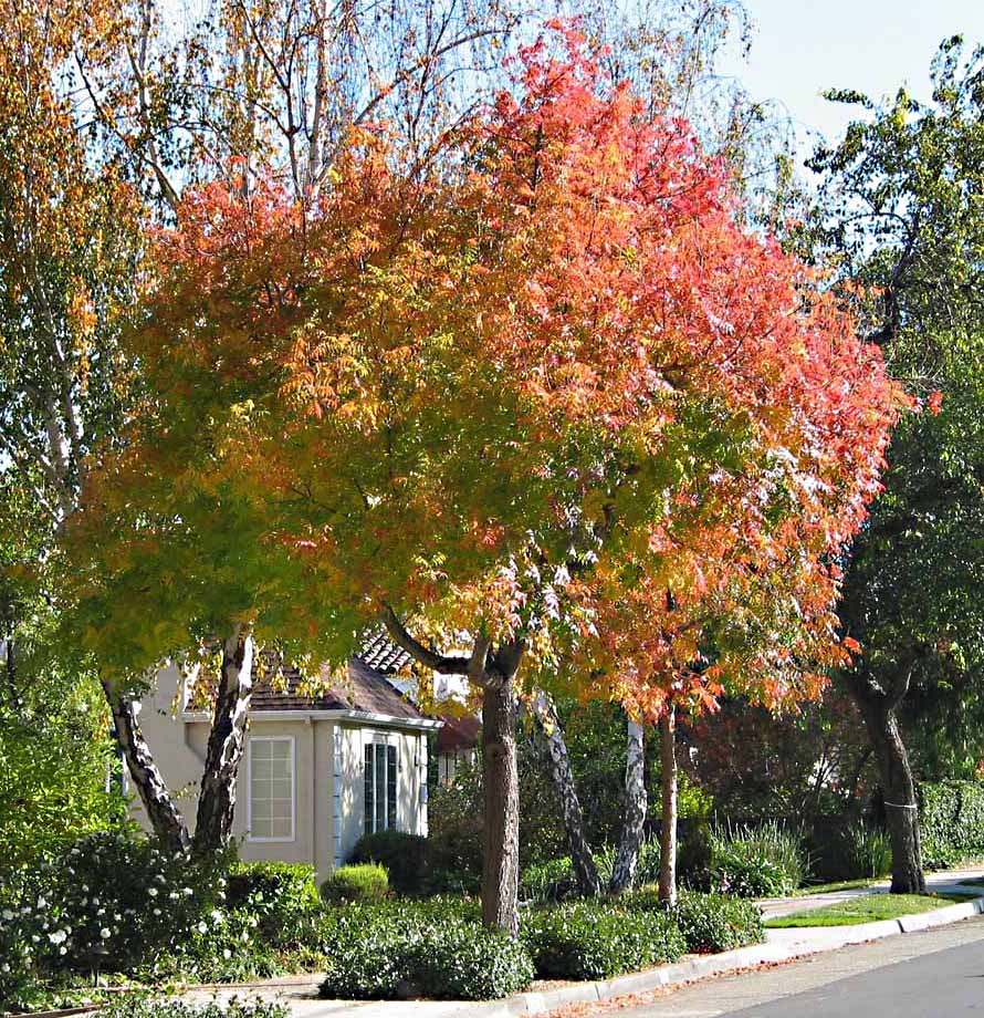 chinese pistache in fall
